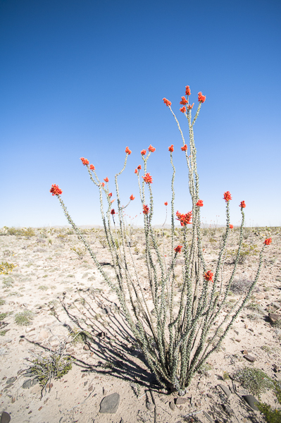 desert_flowers-1