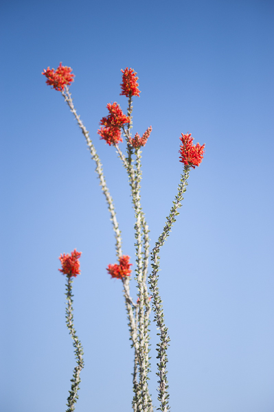 Desert Flowers
