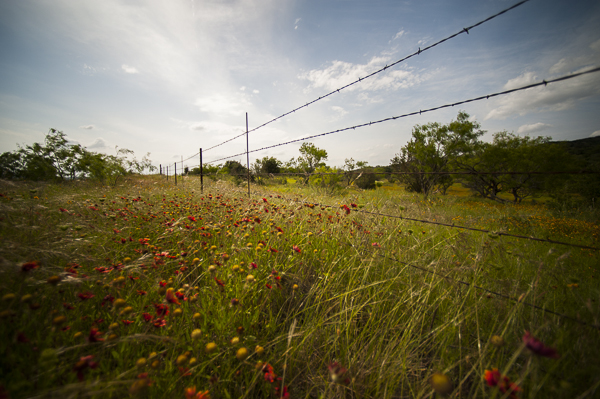 texas_wildflowers-2