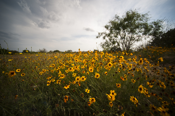 texas_wildflowers-3