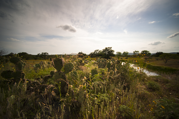 texas_wildflowers-4