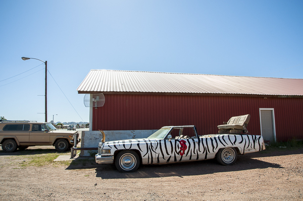 zebra_car_texas-1