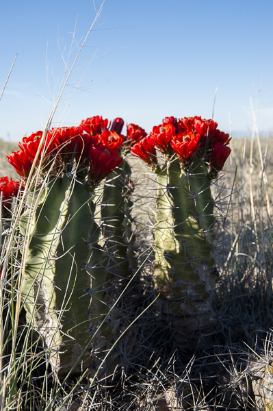 guadalupe_mountains-1-2