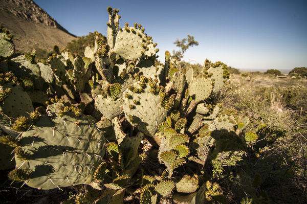 guadalupe_mountains-2