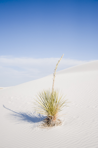white_sands-8