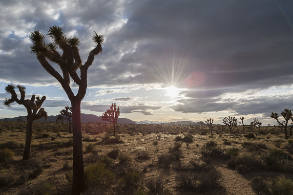 joshuatree-1
