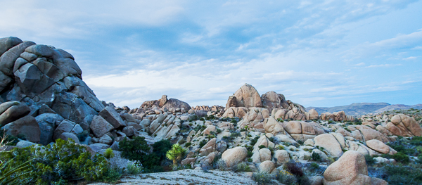 Joshua Tree