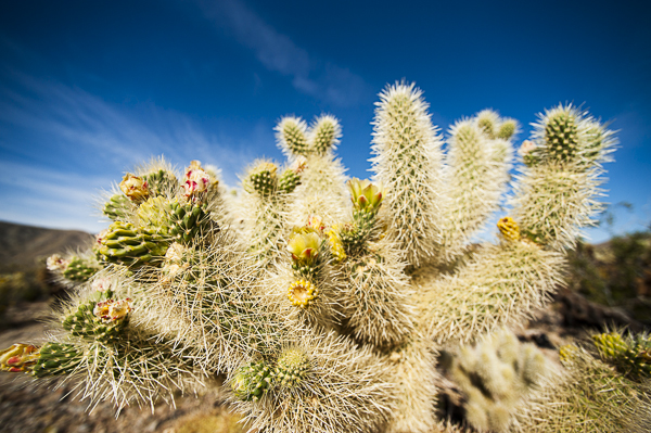 joshuatree-13