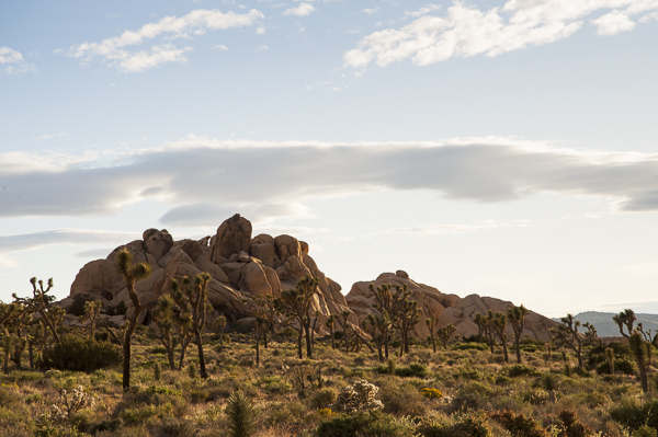 joshuatree-2