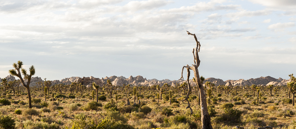 joshuatree-3