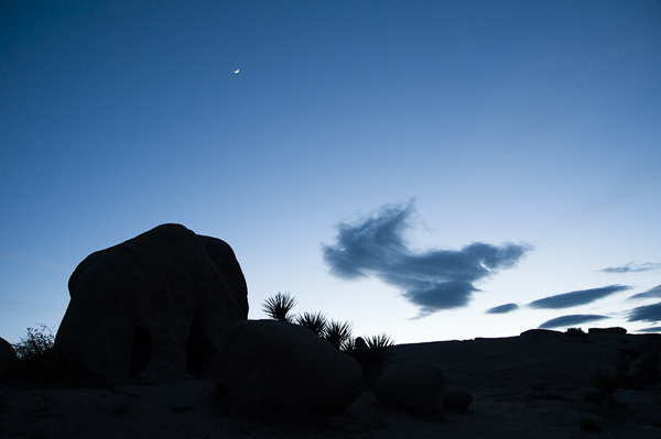 joshuatree-8