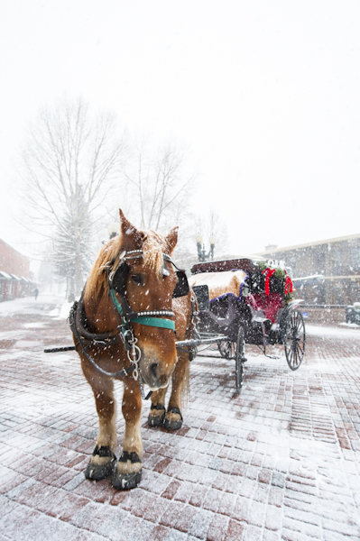 horse-aspen-snow