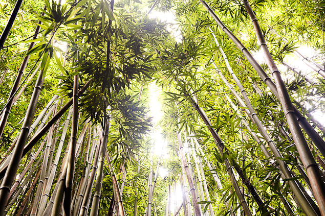 bamboo-forest-maui