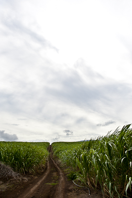 sugar-cane-field