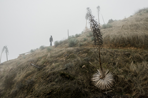 yucca_field_big_sur-1