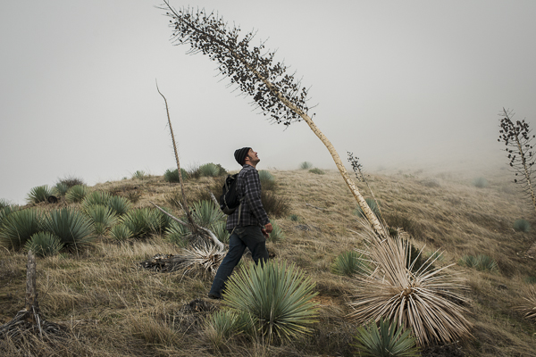 yucca_field_big_sur-2