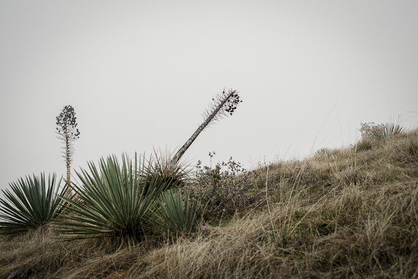 yucca_field_big_sur-3