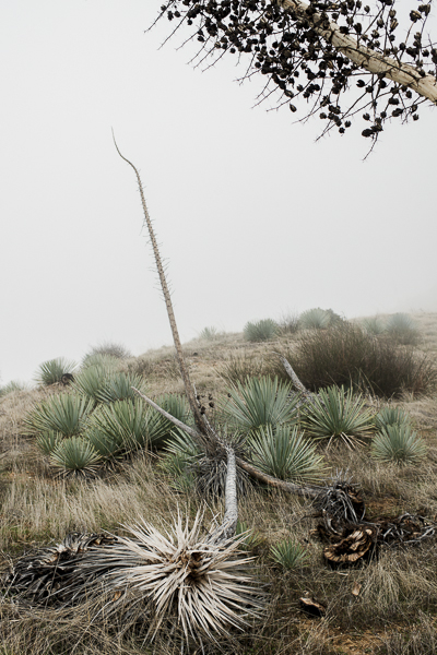 yucca_field_big_sur-4