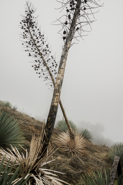 yucca_field_big_sur-6