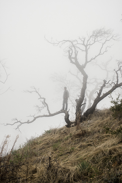 yucca_field_big_sur-7