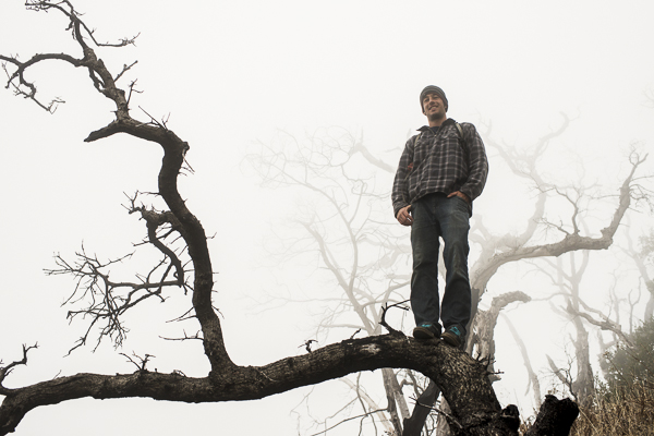 yucca_field_big_sur-8