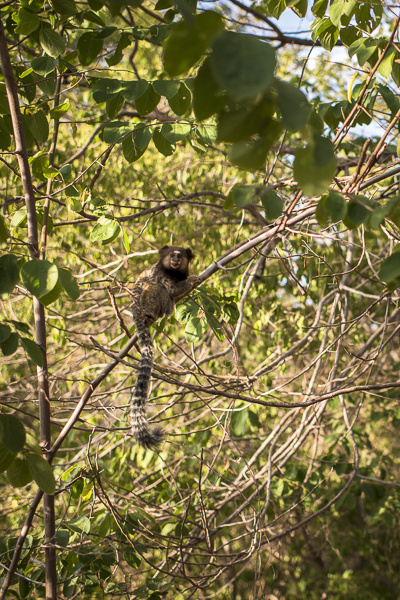nature photography brazil