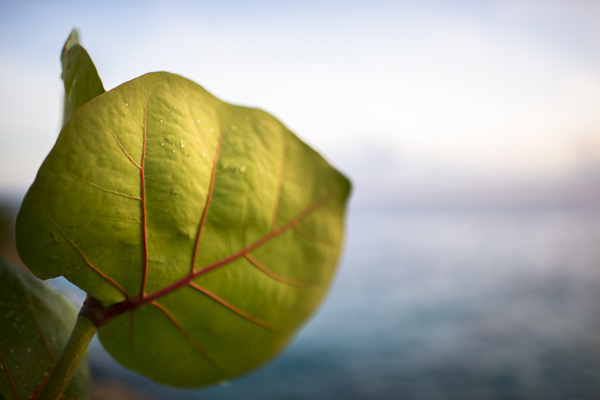 jamaica-negril-photography-4