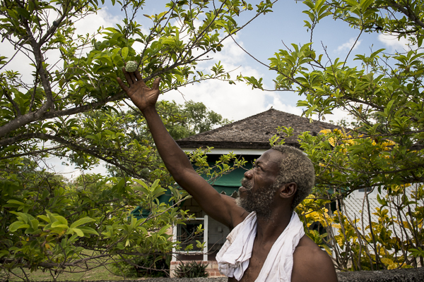 jamaican fruit