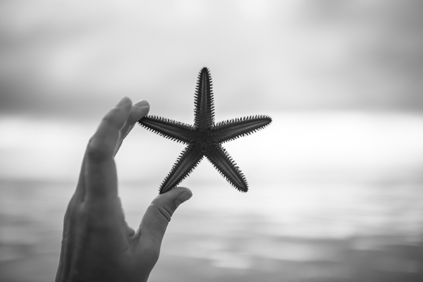 starfish
