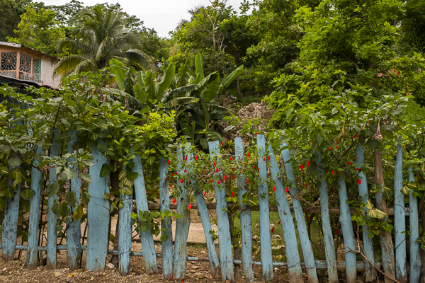 jamaica-6959