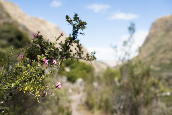 andean flowers