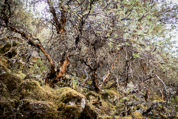 Andean Mountain landscape