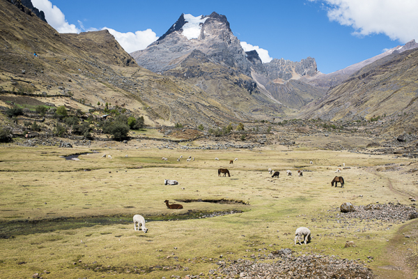 lares, peru