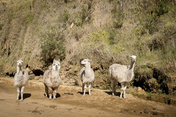 domesticated alpaca, peru